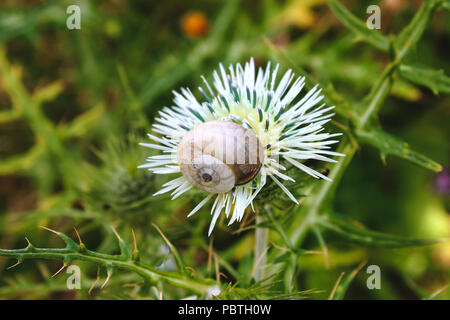 Escargot shell blanc perché sur une fleur dans la campagne avec un fond de feuillage vert Banque D'Images