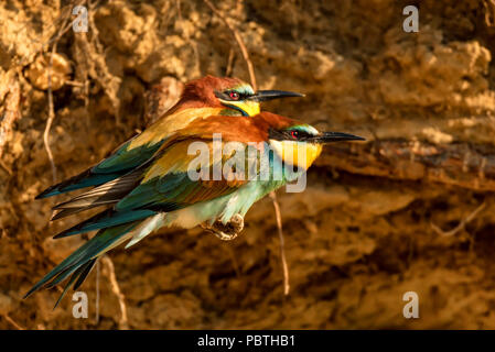 Les oiseaux exotiques ou Guêpier d'Europe Merops apiaster Banque D'Images