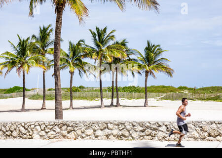 Miami Beach Florida,Lummus Park,Hispanic man hommes,coureur,endurance,course,jogging,jogging,jogging,jogging,coureur,jogging,mur de pierre corail,palmier Banque D'Images