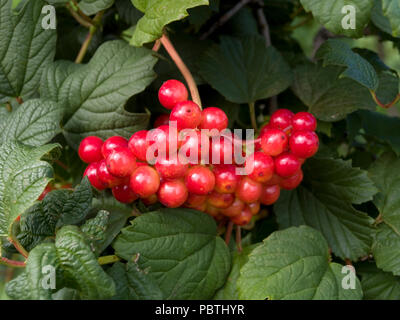 Viburnum arbuste à petits fruits Banque D'Images