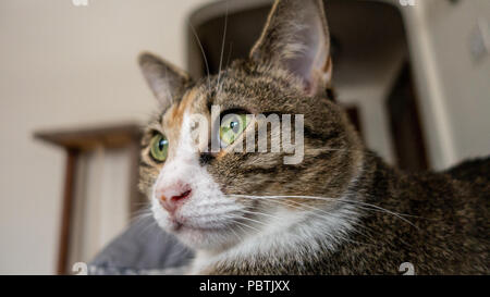 Cute chat Calico est passé l'appareil photo, ses beaux yeux verts sont le point focal. Banque D'Images