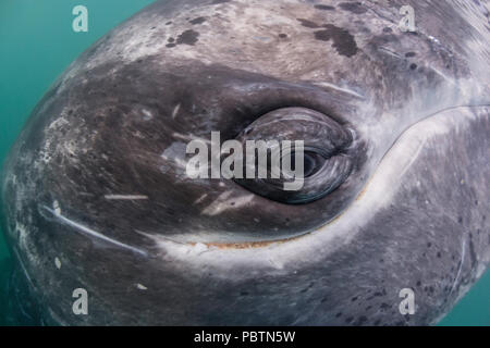 Baleine grise de Californie veau, Eschritius robustus, sous l'eau dans la lagune de San Ignacio, Baja California Sur, au Mexique. Banque D'Images