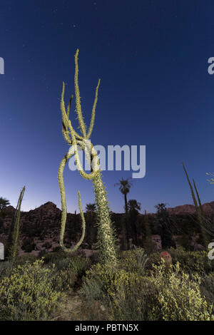 Arbre généalogique Boojum au coucher du soleil, également appelé Fouquieria columnaris, Cirio, Rancho Santa Inez, Baja California, Mexique Banque D'Images