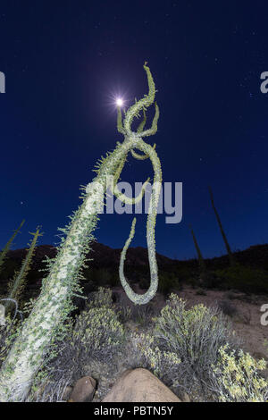 Arbre généalogique Boojum sous une pleine lune, également appelé Fouquieria columnaris, Cirio, Rancho Santa Inez, Baja California, Mexique Banque D'Images