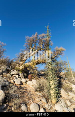 Arbre généalogique Boojum, Fouquieria columnaris, Rancho Santa Inez, Baja California, Mexique Banque D'Images