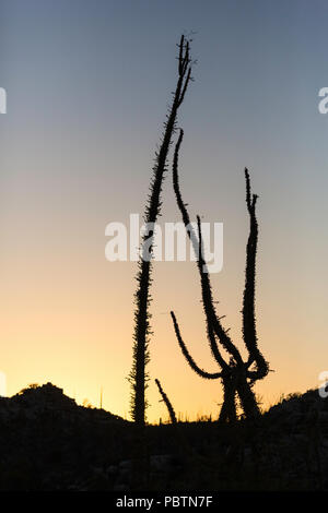 Arbre généalogique Boojum au coucher du soleil, également appelé Fouquieria columnaris, Cirio, Rancho Santa Inez, Baja California, Mexique Banque D'Images