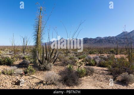 Arbre généalogique Boojum, également appelé Cirio, Fouquieria columnaris, près de l'MisioÌn de San Francisco de Borja, Baja California, Mexique Banque D'Images