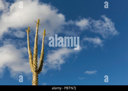 Arbre généalogique Boojum, Fouquieria columnaris, Cirio, Bahia de Los Angeles, Baja California, Mexique. Banque D'Images