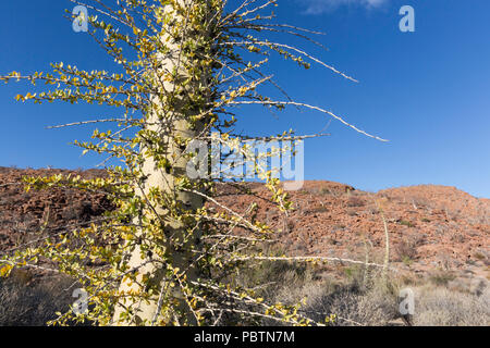 Arbre généalogique Boojum, Fouquieria columnaris, Cirio, Bahia de Los Angeles, Baja California, Mexique. Banque D'Images