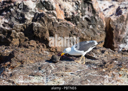 À pieds jaunes adultes, Larus livens, se nourrissant d'un pup lion de mer, Isla Rasa, Baja California, Mexique. Banque D'Images