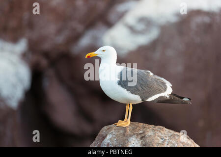 À pieds jaunes adultes, Larus livens, Isla Rasa, Baja California, Mexique. Banque D'Images