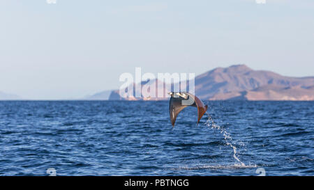 Munk adultes diable pygmée ray, Mobula munkiana, sautant près de Isla Danzante, Baja California Sur, au Mexique. Banque D'Images