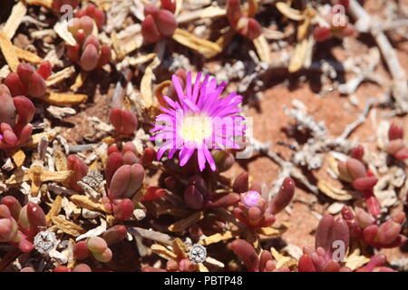 Fleurs sauvages dans l'ouest de l'Australie Banque D'Images