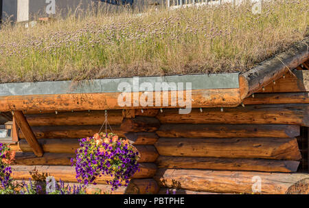 Cabane en bois avec un toit vivant à Anchorage, Alaska, USA en été. Banque D'Images