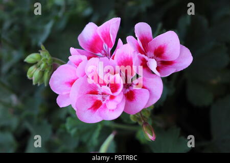 Pelargonium Geranium rose avec des touches de rouge foncé fleurs bicolore avec de petits boutons de fleurs sur fond de feuilles vert foncé Banque D'Images