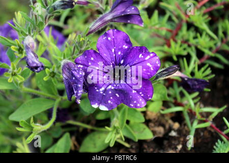 Petunia fleurs ciel nocturne étoilé avec motif violet sur blanc scintille comme le ciel nocturne ou constellation de stars blanc brillant qui brille sur le da Banque D'Images