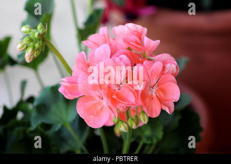 Pelargonium fleurs rose saumon avec des petits boutons de fleurs sur feuilles vert foncé et pot de fleur chaude journée ensoleillée sur l'arrière-plan Banque D'Images