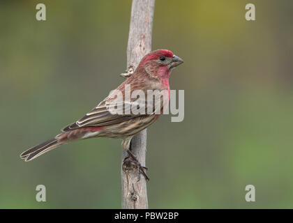 Mâle adulte Finch domestique (Haemorhous mexicanus) Sacramento County California USA Banque D'Images