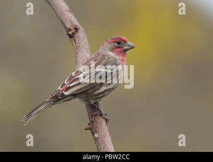 Mâle adulte Finch domestique (Haemorhous mexicanus) Sacramento County California USA Banque D'Images
