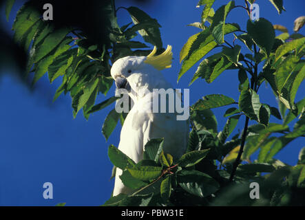 Un-SOUFRE cacatoès à huppe jaune (Cacatua galerita) dans un arbre dans le Royal Botanical Gardens, SYDNEY, NEW SOUTH WALES, AUSTRALIA Banque D'Images