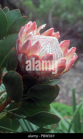 GROS PLAN DE LA FLEUR OUVERTE D'UN ROI OU PROTEA GÉANT (PROTEA CYRANOIDES) ÉGALEMENT CONNU SOUS LE NOM DE KING SUGAR BUSH OU HONEYPOT. FLEUR NATIONALE D'AFRIQUE DU SUD. Banque D'Images