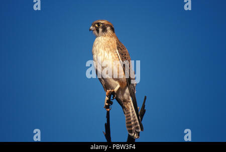 BROWN Falcon (Falco BERIGORA) Territoire du Nord, Australie. Banque D'Images