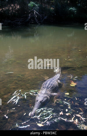 CROCODILE D'EAU DOUCE connu comme 'FRESHIE' (CROCODYLUS JOHNSTONI) WINDJANA GORGE, dans l'ouest de l'Australie Banque D'Images