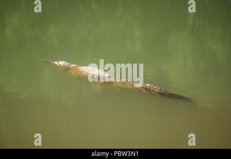 L'EAU DOUCE UN CROCODILE (CROCODYLUS JOHNSTONI) flottant dans l'eau, DANS LES KIMBERLEYS WINDJANA GORGE, dans l'ouest de l'Australie. Banque D'Images