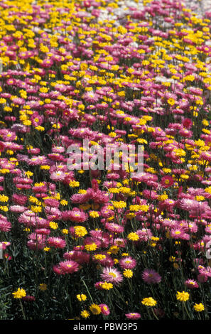 Domaines de RHODANTHE SIMPLA SSP ROSEA (blanc, jaune et rose) SYN HELIPTERUM ROSEUM (MARGUERITES ÉTERNELLE ROSE, PAPIER DAISIES) OUEST DE L'AUSTRALIE Banque D'Images