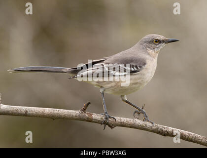 Mockingbird du Nord (Mimus polyglottos) approchant l'appât de kaki Sacramento County California USA Banque D'Images