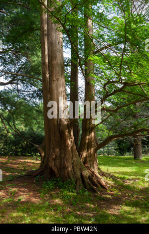 Dawn Redwood tree (Metasequoia glyptostroboides), Arnold Arboretum, Boston, Massachusetts, USA Banque D'Images