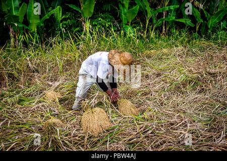 Un champ de riz le riz dans les ensembles de perception des travailleurs au cours de la récolte à Bali, Indonésie. Banque D'Images