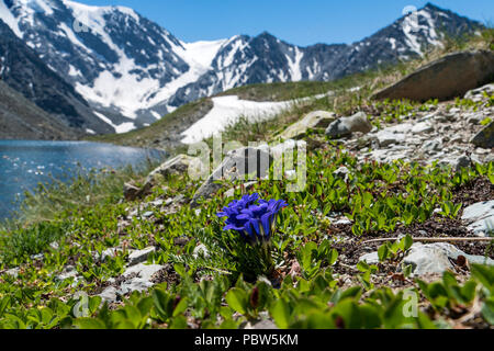 Lake au printemps. bleu Pulsatilla patens sur la côte rocheuse du lac. Banque D'Images