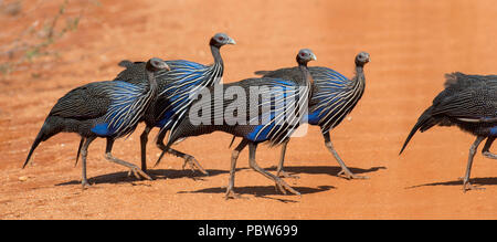 Pintade Vulturine Acryllium vulturinum (). L'Est de Tsavo park. Kenya Banque D'Images