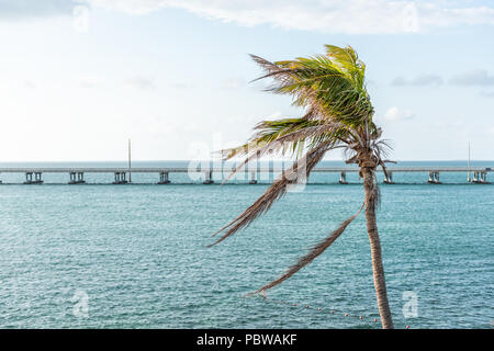 Un palmier vert feuilles se balançant dans le vent du soir au coucher du soleil à Bahia Honda State Park, Florida Keys, avec pont, de l'océan et du golfe du Mexique Banque D'Images