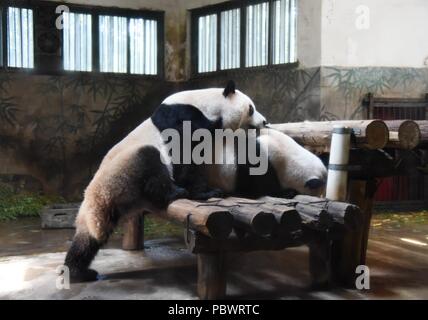 Hangzhou, Hangzhou, Chine. 31 juillet, 2018. Hangzhou, Chine-personnel et des visiteurs de célébrer le 4e anniversaire de la deux pandas Chengjiu et Shuanghao au Zoo de Hangzhou à Hangzhou, Zhejiang Province de Chine orientale. Crédit : SIPA Asie/ZUMA/Alamy Fil Live News Banque D'Images