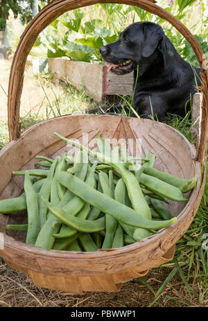 Labrador sur une affectation et un trug avec haricots, England, UK Banque D'Images