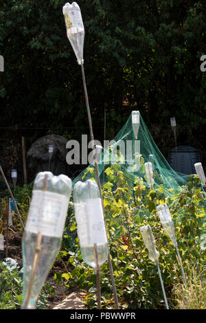 Bouteilles de plastique utilisées sur un allotissement à couvrir les cannes de bambou pour éviter les accidents. Angleterre, Royaume-Uni Banque D'Images