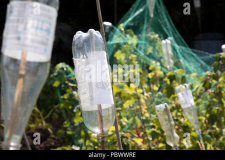 Bouteilles de plastique utilisées sur un allotissement à couvrir les cannes de bambou pour éviter les accidents. Angleterre, Royaume-Uni Banque D'Images