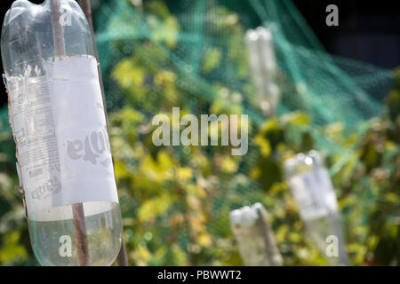 Bouteilles de plastique utilisées sur un allotissement à couvrir les cannes de bambou pour éviter les accidents. Angleterre, Royaume-Uni Banque D'Images