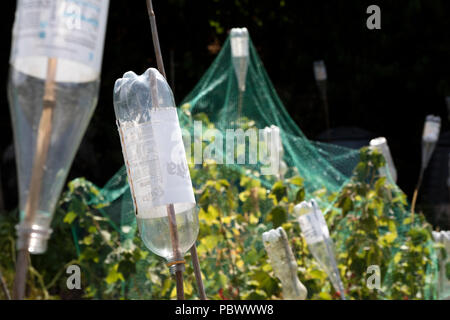 Bouteilles de plastique utilisées sur un allotissement à couvrir les cannes de bambou pour éviter les accidents. Angleterre, Royaume-Uni Banque D'Images