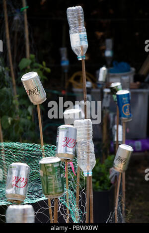 Les bouteilles en plastique et bidons utilisés sur un allotissement à couvrir les cannes de bambou pour éviter les accidents. Angleterre, Royaume-Uni Banque D'Images