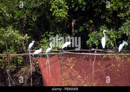 La rivière Sangker, province de Battambang, Cambodge, les aigrettes blanches perché au-dessus de piège à poissons Banque D'Images