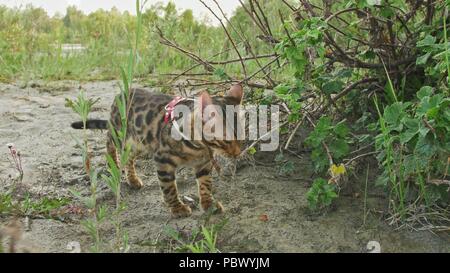 Un chat bengal marche sur l'herbe verte. Kitty Bengal apprend à marcher le long de la forêt. Asian Leopard Cat tente de se cacher dans l'herbe. Chat domestiqué Reed dans la nature. Chat domestique sur la plage près de la rivière. Banque D'Images