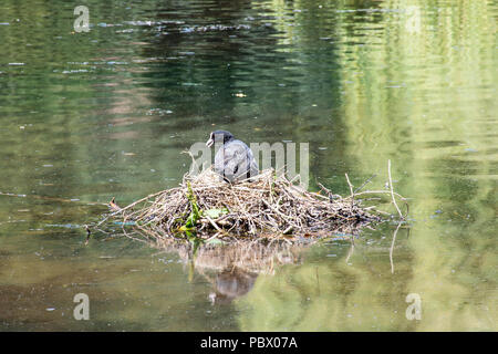 Foulque assis sur son nid sur l'étang Banque D'Images
