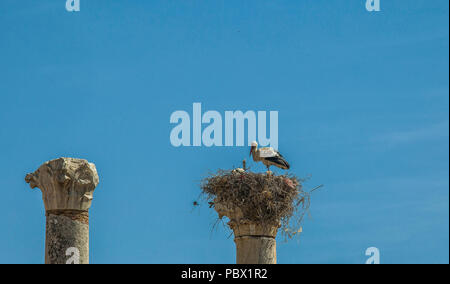 Nid de cigognes sur une colonne dorique romain à Volubilis Maroc Banque D'Images