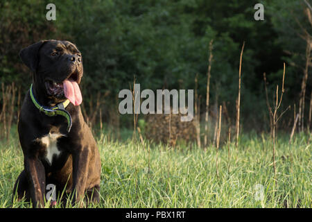 Chiot Cane Corso naturel est assis sur l'herbe avec drôle de sourire. 10 mois d'âge. Banque D'Images