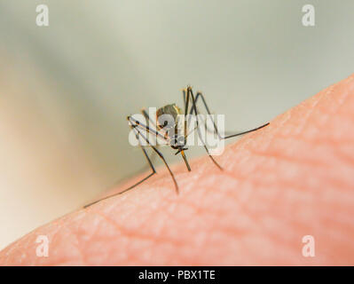 Zica dangereux moustique Aedes aegypti de virus sur la peau humaine Banque D'Images