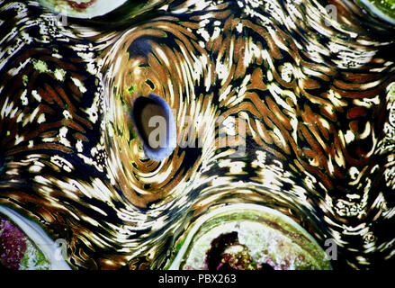 Cela montre les tissus d'un bénitier (Tridacna gigas). Les individus peuvent atteindre un mètre de longueur, pèse 200 kilos et vivre pendant 100 ans. La substitution et beaux modèles dans le manteau du mollusque sont formés par des colonies de multi-couleur de dinoflagellés monocellulaires algues symbiotiques. En échange d'un endroit sûr où vivre, les algues fournissent la palourde avec des sucres par la photosynthèse. Malheureusement, les bénitiers se font rares, en raison des effets du réchauffement climatique et de la pollution - et parce que leur viande est très recherché par les humains. La Liste rouge de l'UICN, déclare qu'il est vulnérable. La Mer Rouge égyptienne Banque D'Images