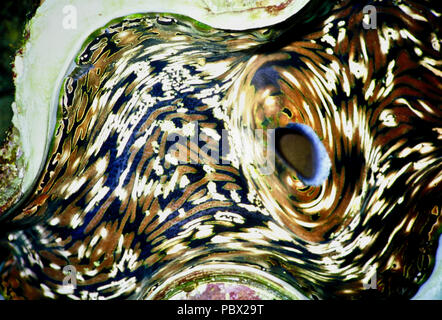 Cela montre les tissus d'un bénitier (Tridacna gigas). Les individus peuvent atteindre un mètre de longueur, pèse 200 kilos et vivre pendant 100 ans. La substitution et beaux modèles dans le manteau du mollusque sont formés par des colonies de multi-couleur de dinoflagellés monocellulaires algues symbiotiques. En échange d'un endroit sûr où vivre, les algues fournissent la palourde avec des sucres par la photosynthèse. Malheureusement, les bénitiers se font rares, en raison des effets du réchauffement climatique et de la pollution - et parce que leur viande est très recherché par les humains. La Liste rouge de l'UICN, déclare qu'il est vulnérable. La Mer Rouge égyptienne Banque D'Images